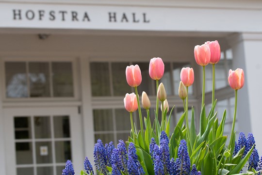 Lavender and pink tulips in front of entrance to Hofstra Hall on Hofstra University campus. 